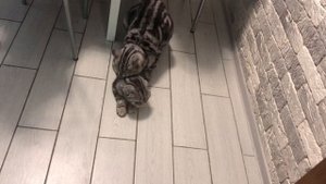 Вязка шотландских котов