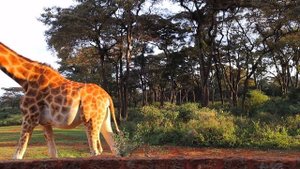 The Giraffe Manor in Nairobi Kenya ??/ BEST Hotel in Africa