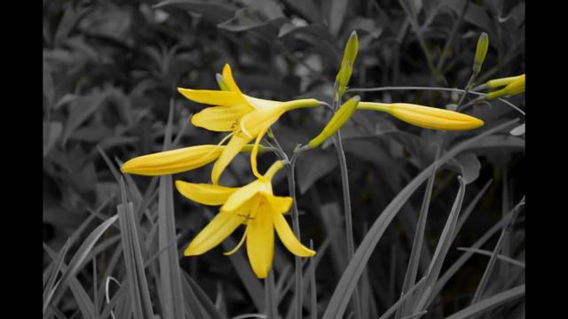 Nikon D5100 18-55VR - Flowers.mp4 смотреть онлайн