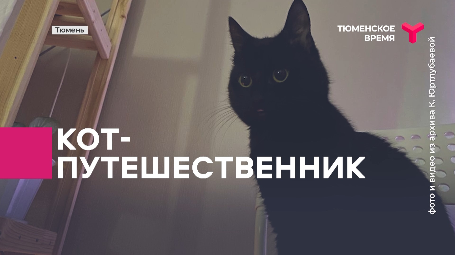 Котик кевин