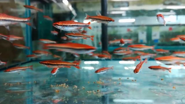 Nannostomus beckfordi RED смотреть онлайн