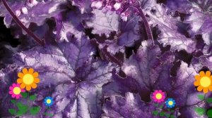 Гейхера Фореве Пёпл (Forever Purple). Краткий обзор, описание характеристик, где купить рассада