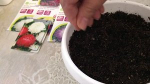 АСТРА. ПОСЕВ И УХОД. БУКЕТНЫЙ СПОСОБ ПОСЕВА АСТР БЕЗ ПЕКИРОВКИ.