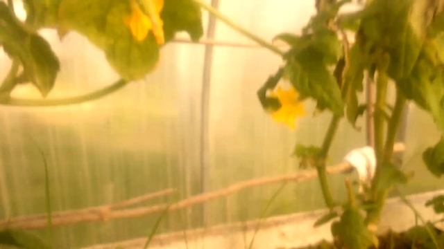 Наш дачный обед в конце сентября под открытым небом смотреть онлайн