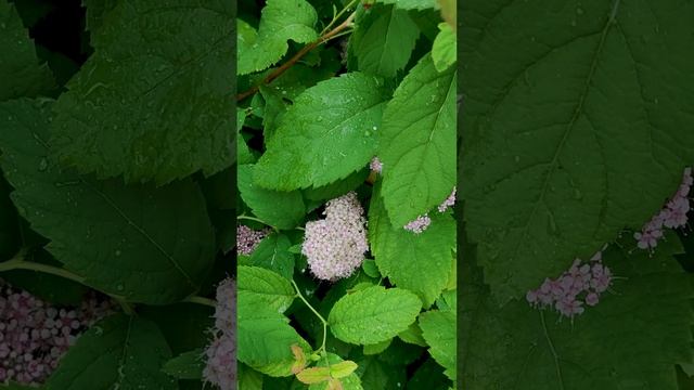 Спирея японская (Spiraea japonica).?