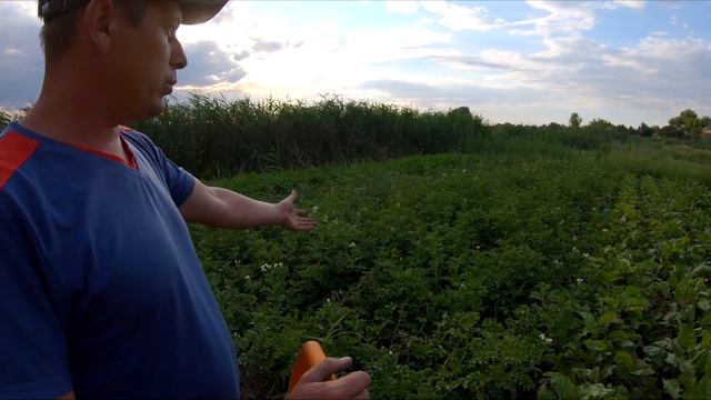 КАКОЙ УРОЖАЙ КАРТОФЕЛЯ БУДЕТ В ЭТОМ ГОДУ смотреть онлайн