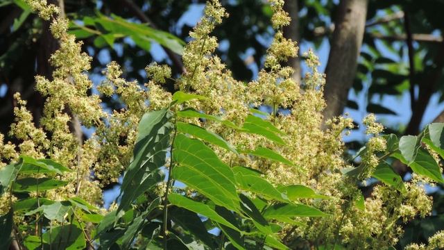 Tree-of-heaven (Ailanthus altissima): A listed invasive plant in Wisconsin смотреть онлайн