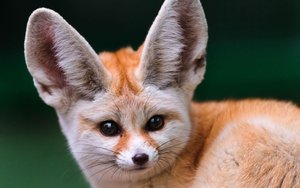 Послушаем мудрые крики маленькой лисички фенек