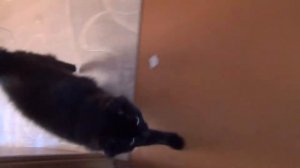 Почему кошки едят цветы и кошек рвет кошки блюют Кошка Маляша