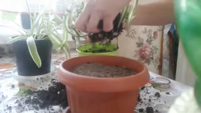 ХЛОРОФИТУМ(ПЕРЕСАДКА ХЛОРОФИТУМА БОННИ).