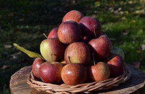 Фростбайт - сорт яблони