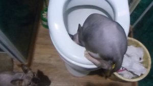 катэ пьет из унитаза