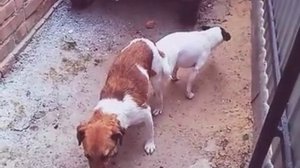 Вязка гладкошорстного фокстерьера