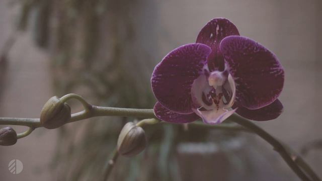 Super relaxing video • 10 hours of rain sounds • Phalaenopsis Orchid 4K • Sleep or study • No stres смотреть онлайн