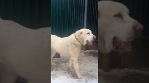 Вот Так Выглядит Щенок Алабая В 10 Месяцев. Питомник Актобет. САО