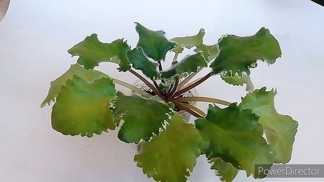 Новые Сортовые Фиалки В Моей Коллекции. Обзор.? Я В Восторге От Этих Сортов! Срочно Посмотрите!!! смотреть онлайн