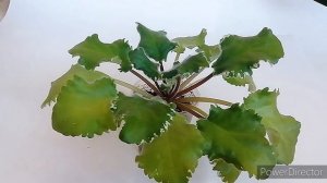 Новые Сортовые Фиалки В Моей Коллекции. Обзор.? Я В Восторге От Этих Сортов! Срочно Посмотрите!!!