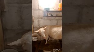 Коза покрылась через месяц после окота.Коза удерживает молоко.Соматика в молоке не мастит.