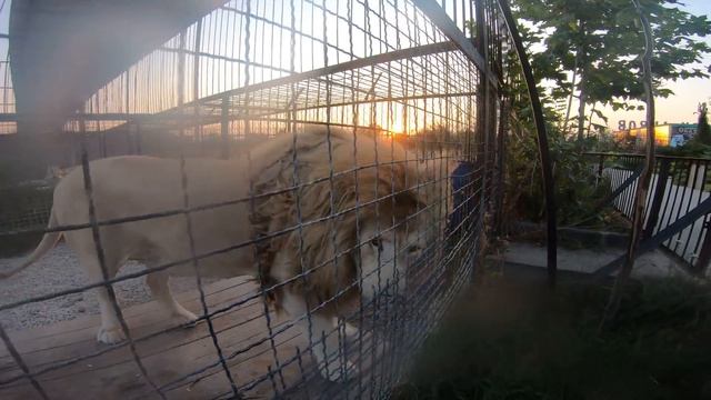 Посмотрите каким НЕВЕРОЯТНЫМ КРАСАВЦЕМ стал белый лев Рокки !!! !!! смотреть онлайн