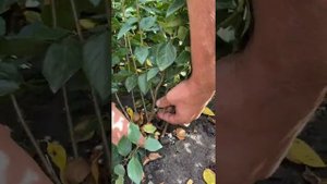 Кизильник блестящий