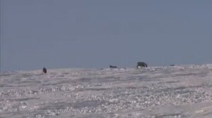 Охота и рыбалка за полярным кругом