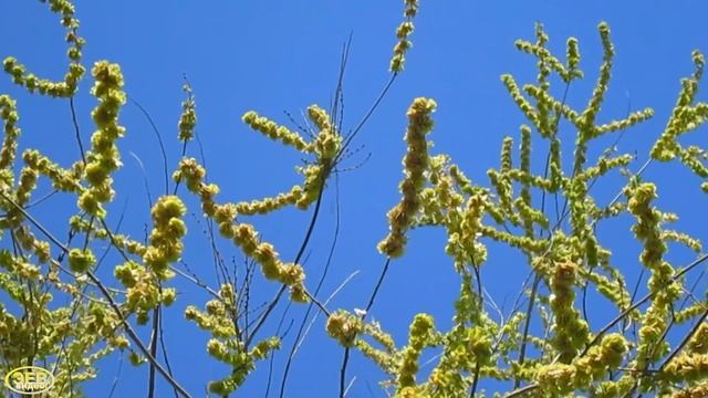 Цветёт Вяз Мелколистный (Карагач)