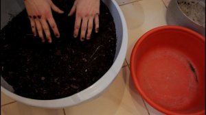 ГРУНТ ДЛЯ ЦИТРУСОВЫХ СВОИМИ РУКАМИ