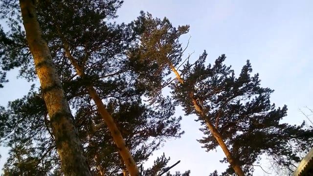 НАБЛЮДЕНИЯ НАТУРАЛИСТА 31. 01. 2020 г. Погода в Нижнеудинске. смотреть онлайн