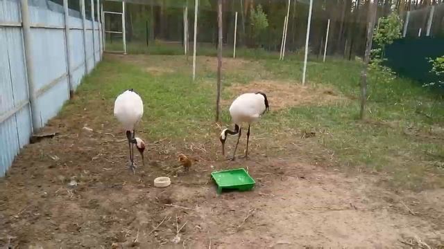 Японские журавли смотреть онлайн