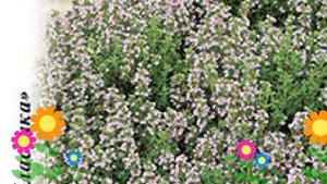 Тимьян (Чабрец) (Медовый аромат). Краткий обзор, описание характеристик, где купить семена