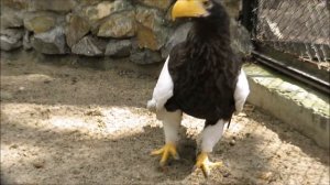 Общительный белоплечий орлан 30.06.2022