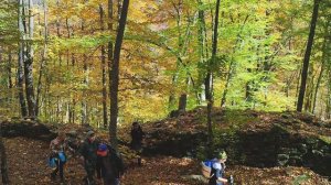 Лесо-Кяфарь 2022г