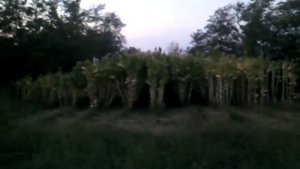Крепость табака и удобрения