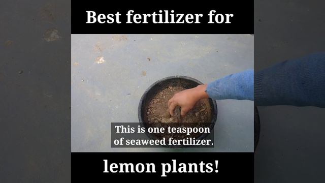 This Thing Will Fill The Lemon With Big Fruits.||Gardening Care