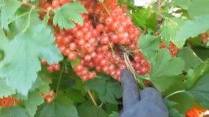 Розовая смородина в 2020 году. Итоги.