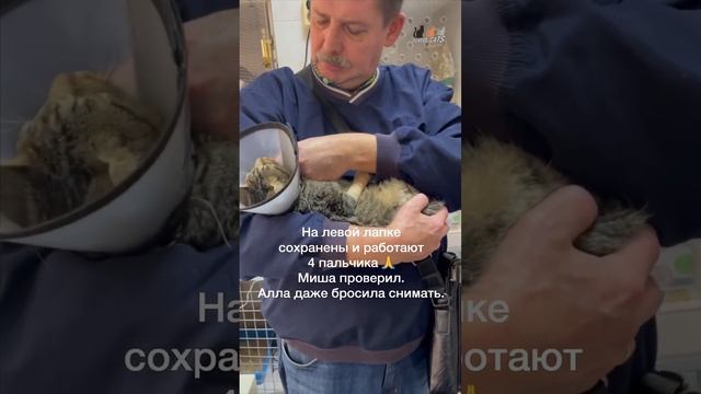 Считаем пальчики у котёнка Покатика