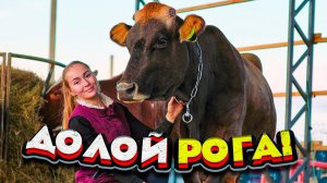 Убрали Рога у Коров. Переделываем электрику | Молодая Ферма