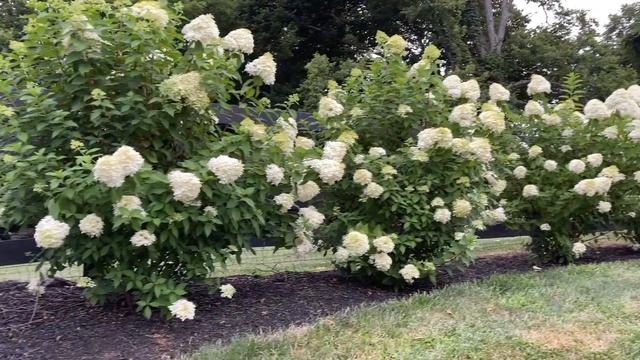 Why Limelight Hydrangeas are a Perfect Hedge for any Landscape Design and Why You Will Love them To смотреть онлайн