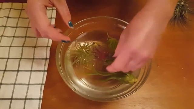 Q&D How To Care For Your Tillandsia Air Plant смотреть онлайн