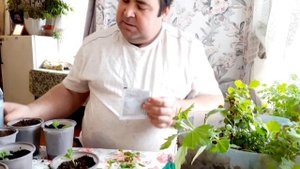 Хризантема мультифлора как правильно черенковать.