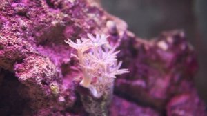 морской  аквариум на 20 литров