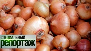 День, когда лук стал контрабандой, а цены взлетели до рекордных отметок. Ждет ли мир дефицит лука?