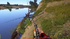 Трофейный сазан, 30 кг