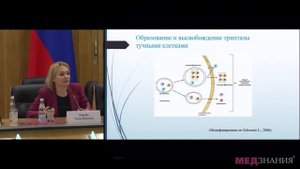 13. Триптаза – диагностический маркер мастоцитоза. Е.Ю. Борзова