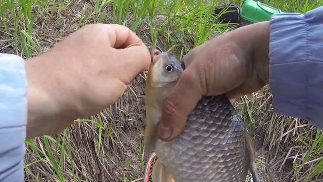 Ловля карася сколько его здесь. Удачная рыбалка. Жор. смотреть онлайн