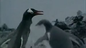 Подводная одиссея команды Кусто