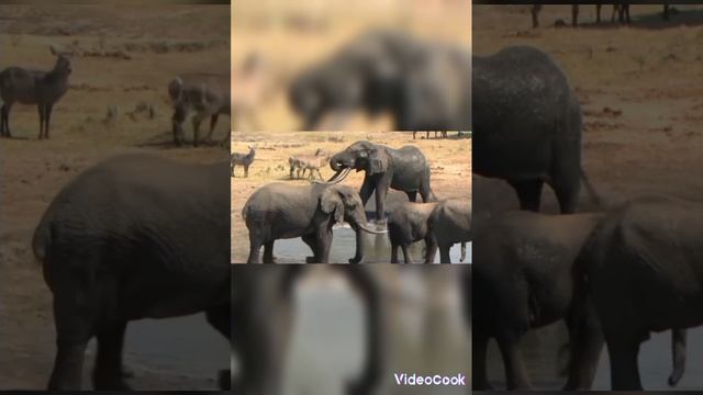 какой зверь дольше всего живет? смотреть онлайн