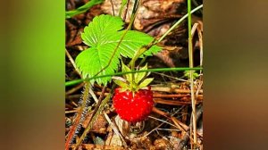 МАГИЧЕСКИЕ СВОЙСТВА КЛУБНИКИ 🍓