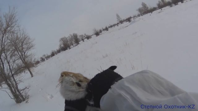 Охота на зайца - русака 2020 г. Красивая охота 2020 года!!! смотреть онлайн