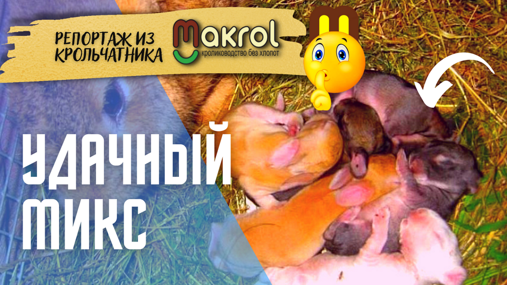 ?КАК соединить вместе крольчат из разных гнезд⁉ #Макрол #Макляк